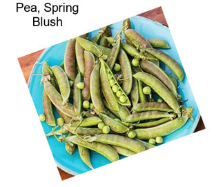 Pea, Spring Blush