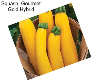 Squash, Gourmet Gold Hybrid