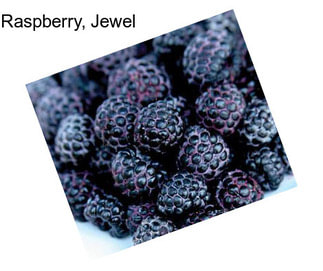 Raspberry, Jewel