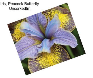 Iris, Peacock Butterfly Uncorkedtm