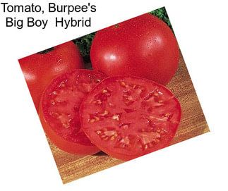 Tomato, Burpee\'s Big Boy  Hybrid