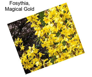 Fosythia, Magical Gold