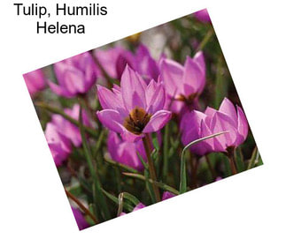 Tulip, Humilis Helena