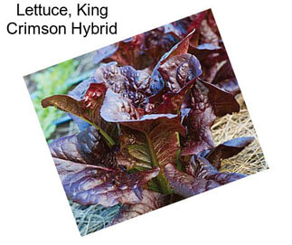 Lettuce, King Crimson Hybrid
