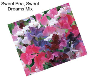 Sweet Pea, Sweet Dreams Mix