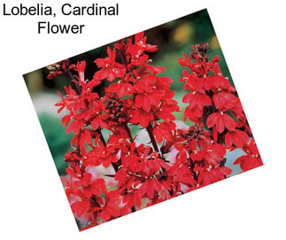 Lobelia, Cardinal Flower