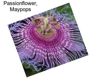 Passionflower, Maypops