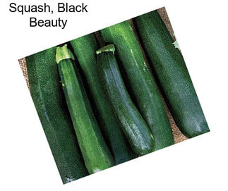 Squash, Black Beauty
