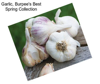 Garlic, Burpee\'s Best Spring Collection