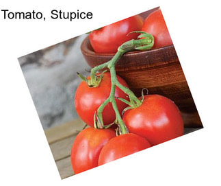 Tomato, Stupice