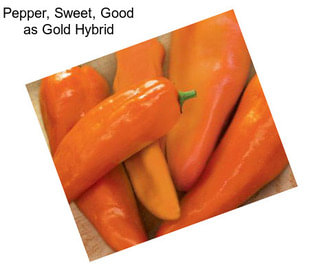 Pepper, Sweet, Good as Gold Hybrid