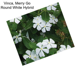 Vinca, Merry Go Round White Hybrid