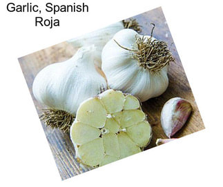 Garlic, Spanish Roja
