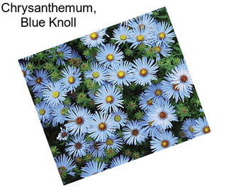 Chrysanthemum, Blue Knoll