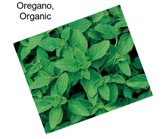 Oregano, Organic