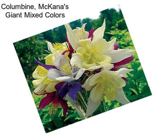 Columbine, McKana\'s Giant Mixed Colors