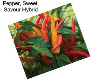 Pepper, Sweet, Savour Hybrid