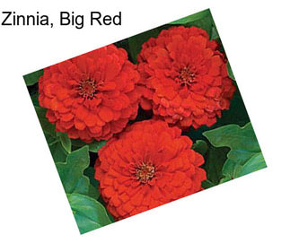 Zinnia, Big Red