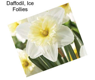 Daffodil, Ice Follies