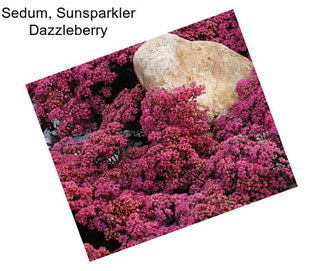 Sedum, Sunsparkler Dazzleberry