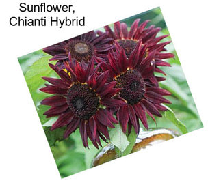 Sunflower, Chianti Hybrid