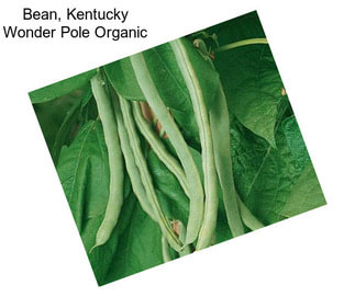 Bean, Kentucky Wonder Pole Organic