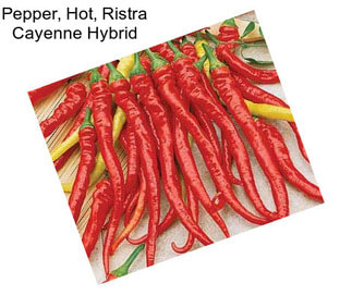 Pepper, Hot, Ristra Cayenne Hybrid