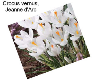 Crocus vernus, Jeanne d\'Arc