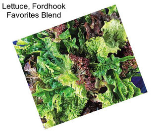 Lettuce, Fordhook Favorites Blend