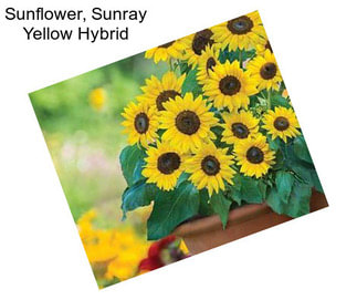 Sunflower, Sunray Yellow Hybrid