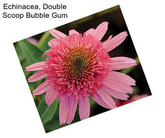 Echinacea, Double Scoop Bubble Gum