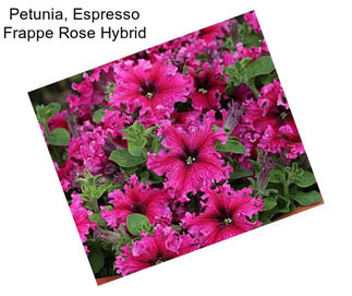 Petunia, Espresso Frappe Rose Hybrid