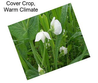 Cover Crop, Warm Climate