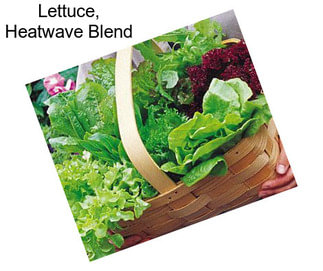 Lettuce, Heatwave Blend