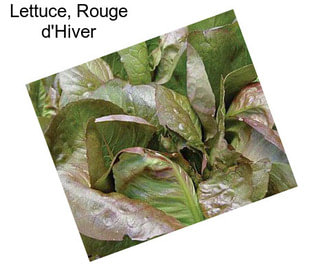 Lettuce, Rouge d\'Hiver