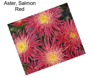 Aster, Salmon Red