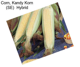 Corn, Kandy Korn (SE)  Hybrid