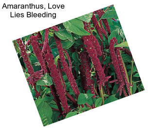 Amaranthus, Love Lies Bleeding