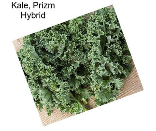 Kale, Prizm Hybrid