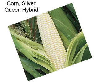 Corn, Silver Queen Hybrid