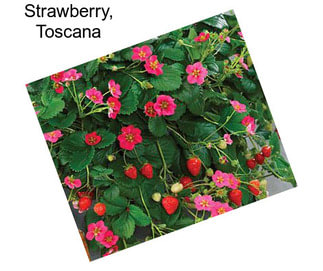 Strawberry, Toscana