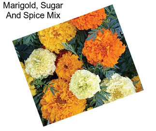 Marigold, Sugar And Spice Mix