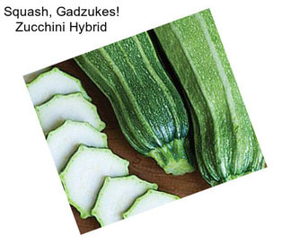 Squash, Gadzukes! Zucchini Hybrid