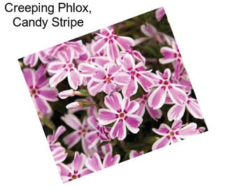 Creeping Phlox, Candy Stripe