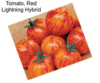 Tomato, Red Lightning Hybrid