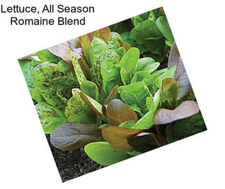 Lettuce, All Season Romaine Blend