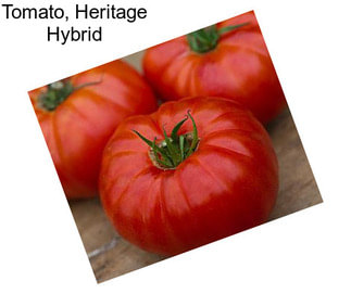 Tomato, Heritage Hybrid