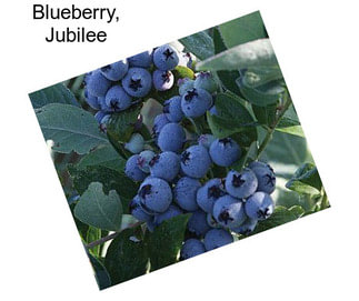 Blueberry, Jubilee