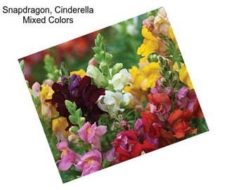 Snapdragon, Cinderella Mixed Colors