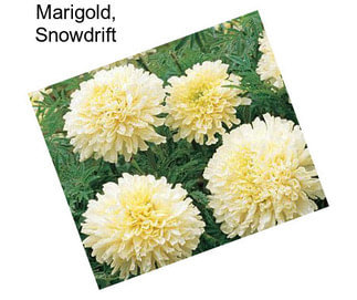 Marigold, Snowdrift